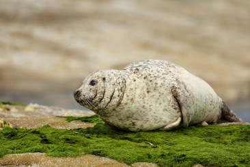 seal